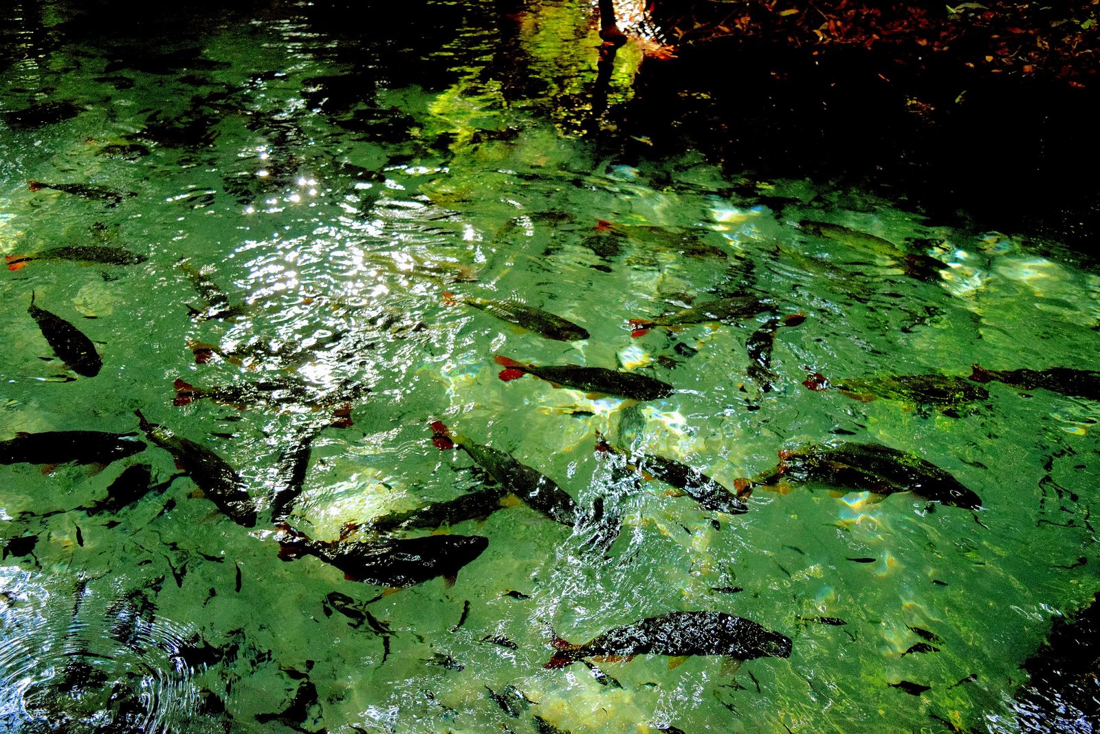 Refúgio_Água_Azul_-_Bom_Jardim_-_Nobres-MT